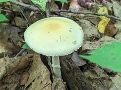 Amanita russuloides