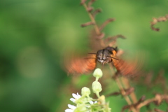 Macroglossum pyrrhosticta