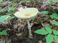 Amanita russuloides