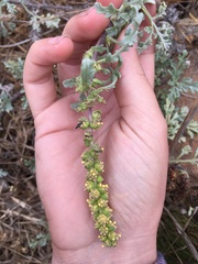 Ambrosia chamissonis