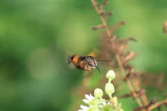 Macroglossum pyrrhosticta