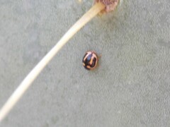 Hyperaspis trifurcata