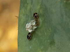 Hyperaspis trifurcata