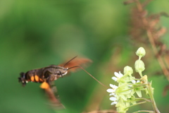 Macroglossum pyrrhosticta