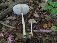 Amanita russuloides