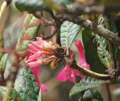 Rhododendron rugosum