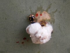 Hyperaspis trifurcata