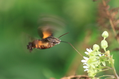 Macroglossum pyrrhosticta