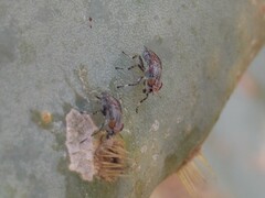 Stictomyia longicornis