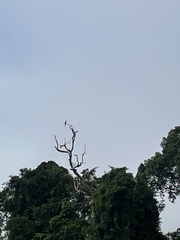 Anthracoceros malayanus