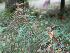 Pinus taeda