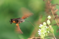 Macroglossum pyrrhosticta