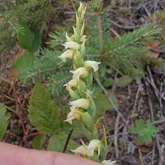 Spiranthes casei