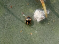 Hyperaspis trifurcata