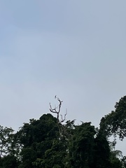 Anthracoceros malayanus