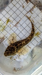 Cottus