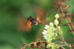 Macroglossum pyrrhosticta