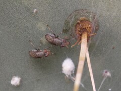 Stictomyia longicornis