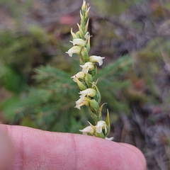 Spiranthes casei