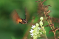 Macroglossum pyrrhosticta