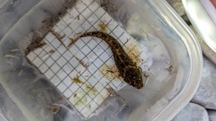 Cottus