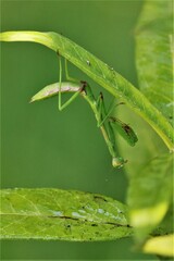 Stagmomantis carolina