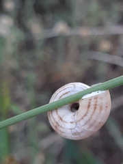 Xeropicta derbentina