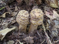Amanita amerirubescens