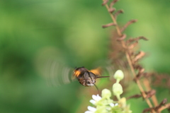 Macroglossum pyrrhosticta