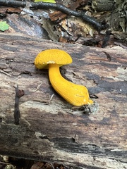Aureoboletus auriflammeus