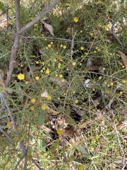 Acacia brownii