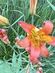 Lilium parvum