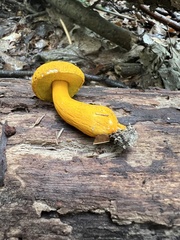 Aureoboletus auriflammeus