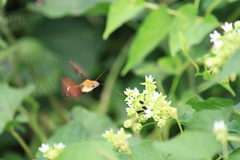 Macroglossum bombylans