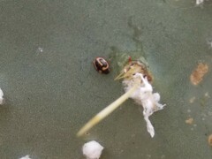 Hyperaspis trifurcata