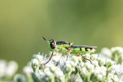 Stratiomyini