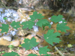 Acer floridanum