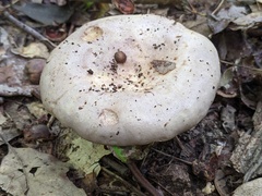 Lactarius argillaceifolius