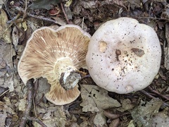 Lactarius argillaceifolius
