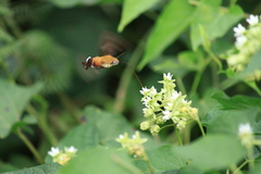 Macroglossum bombylans