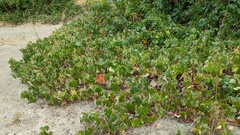 Vitis californica