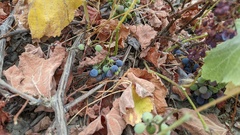 Vitis californica