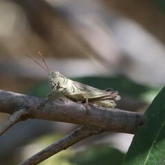 Melanoplus yarrowii