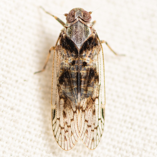 Oliaridus aridus