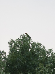 Psittacara erythrogenys