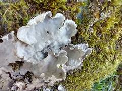 Peltigera