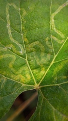 Phyllocnistis vitegenella