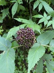 Sambucus racemosa melanocarpa