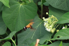 Macroglossum bombylans