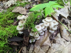 Clitocybula abundans